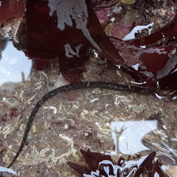 portwrinkle worm pipefish