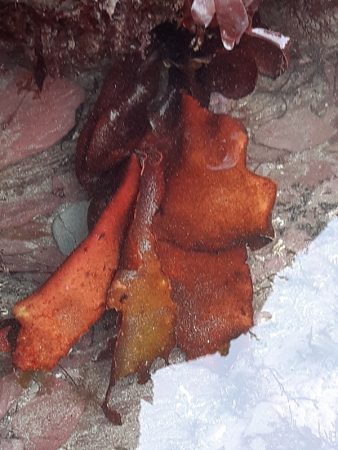 portwrinkle seaweed