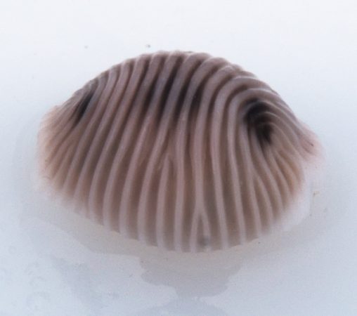 portwrinkle spotted cowrie