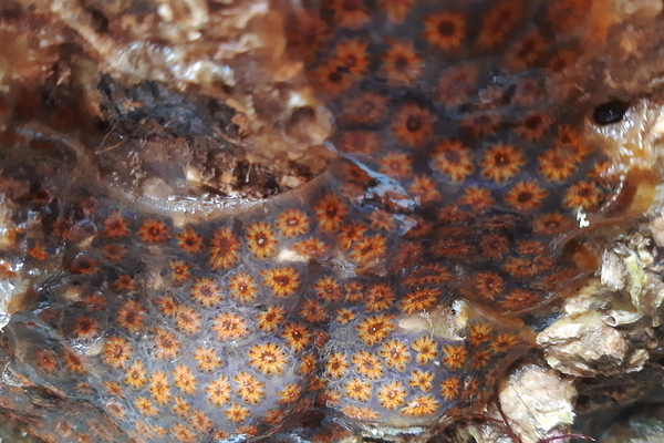 star ascidian