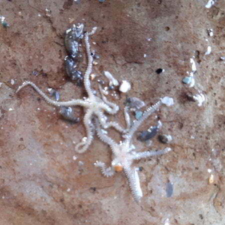 brittlestars