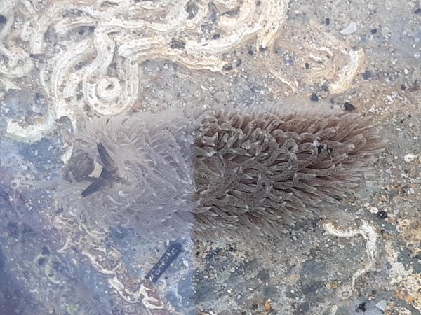 common grey sea slug