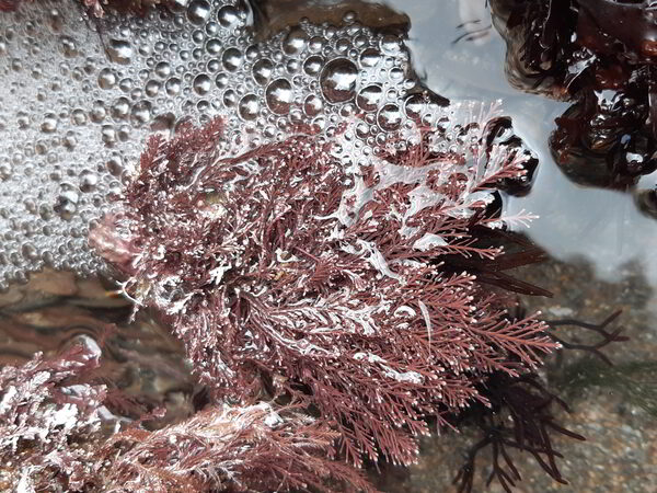 coral weeds