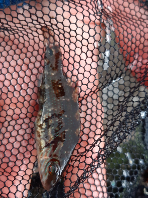 corkwing wrasse