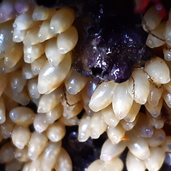 dog whelk eggs