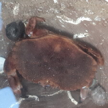 edible crab