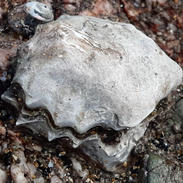 heavily eroded oyster