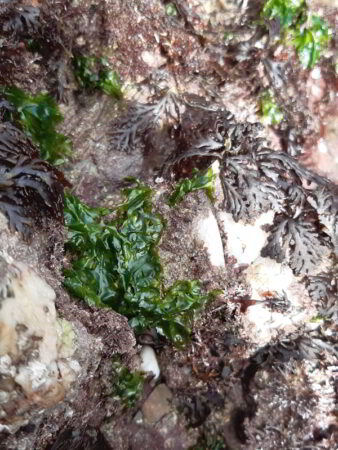 sea lettuce