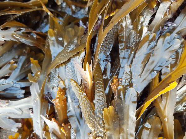 serrated wrack