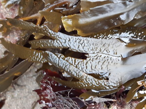 sugar kelp