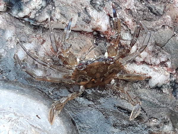 juvenile velvet swimming crab