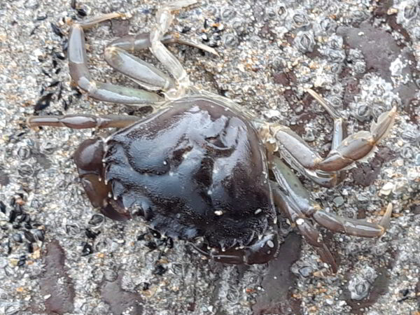 shore crab carcinus maenas