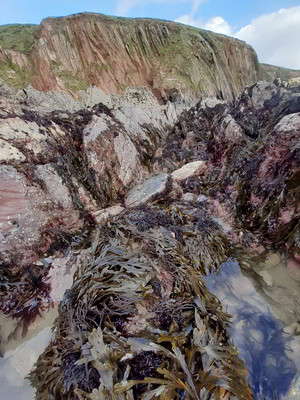ayrmer cove big seaweed search